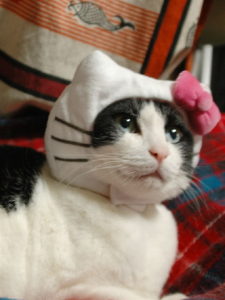 Illustration for article titled Japan's Hello Kitty Cat Humiliation System